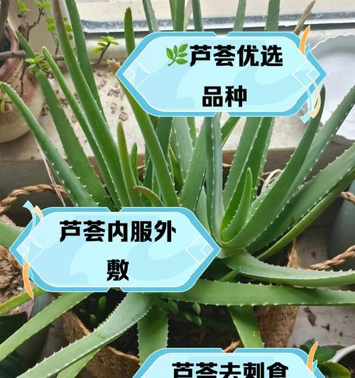 芦荟如何养殖？养殖芦荟需要注意什么？