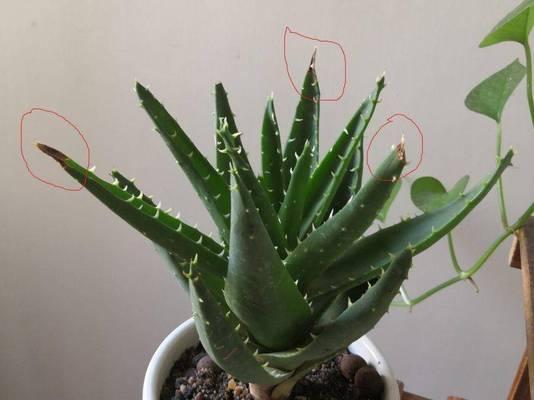 芦荟如何养殖？养殖芦荟需要注意什么？
