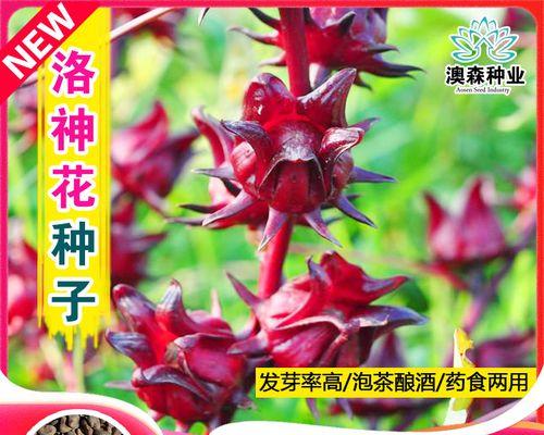 洛神花种子如何正确催芽？