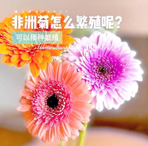 非洲菊的花期能持续多久？