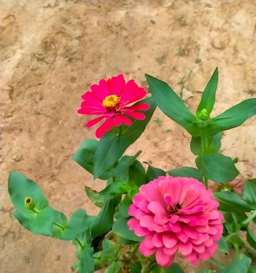 百日草的花期有哪些特点？