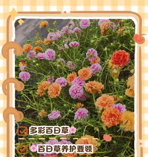 百日草的花期有哪些特点？