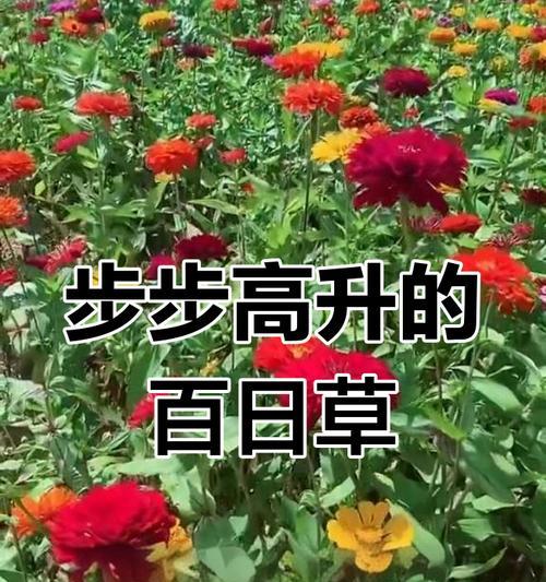 百日草的花期有哪些特点？