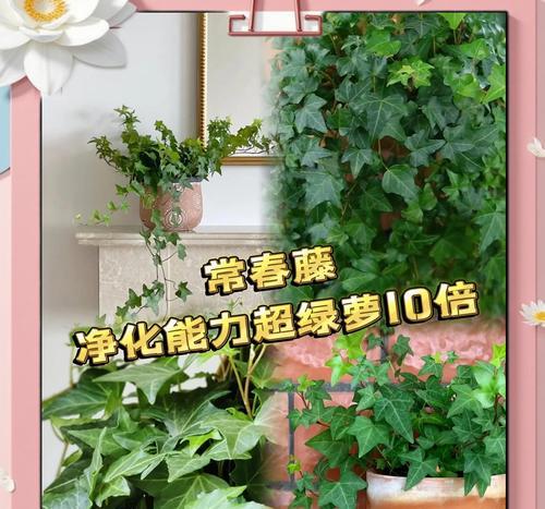 常春藤四季常青的秘诀是什么？