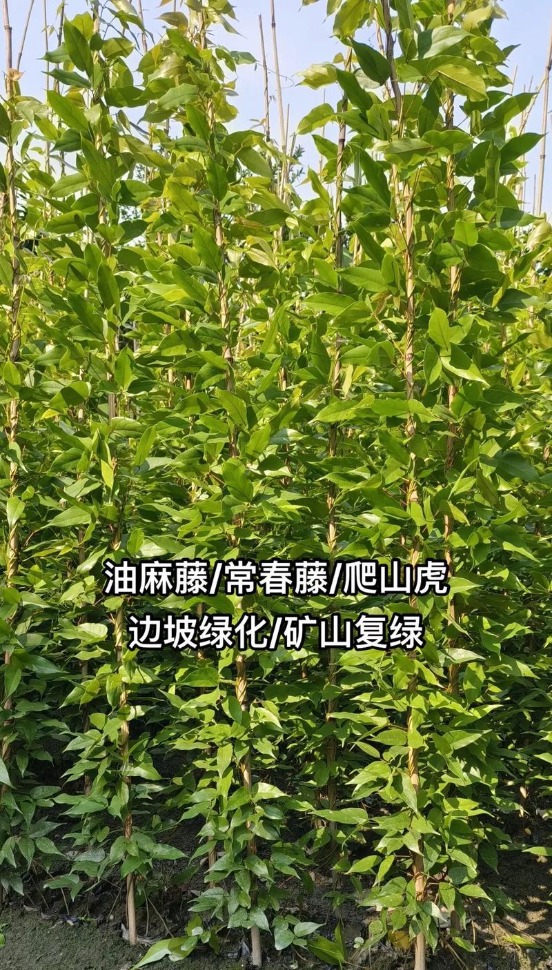 常春藤四季常青的秘诀是什么？