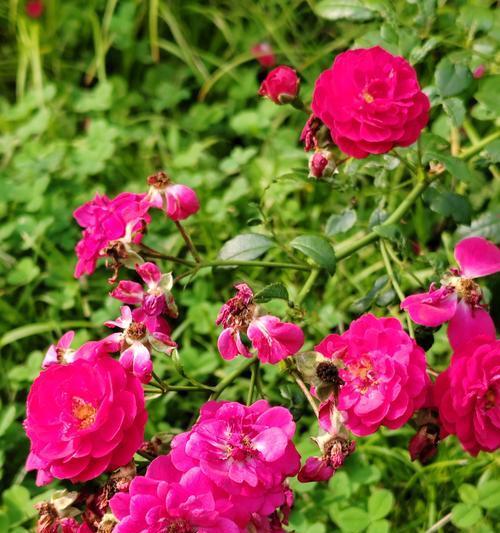 月季花的花期通常有多长？