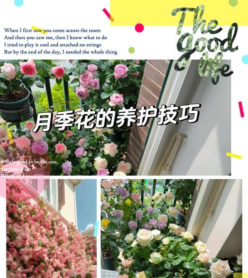 月季花的花期通常有多长？