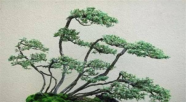 盆景有哪些基础式样？