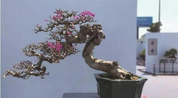 盆景有哪些基础式样？