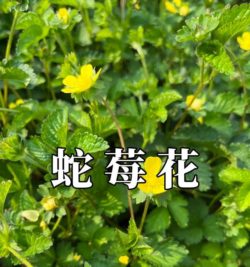 哪些植物能有效防蛇？