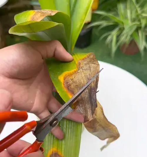 君子兰黄叶原因及预防措施是什么？