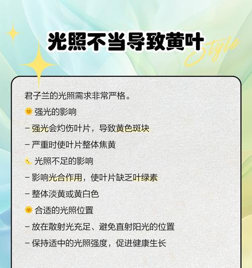 君子兰黄叶原因及预防措施是什么？