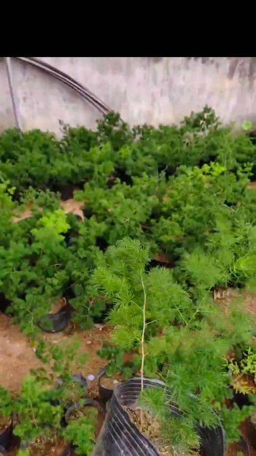蓬莱松真的是阴气最重的植物吗？
