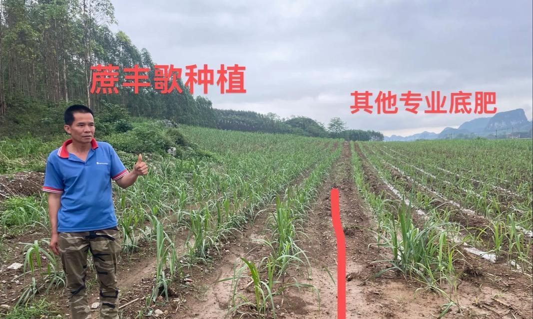 高产甘蔗种植的关键注意事项有哪些？
