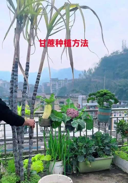 高产甘蔗种植的关键注意事项有哪些？