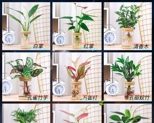 办公室适合种植哪些植物？