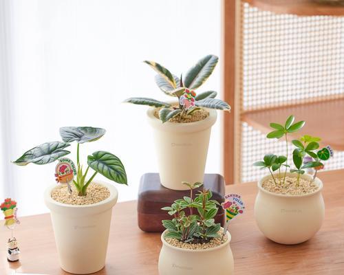 办公室适合种植哪些植物？