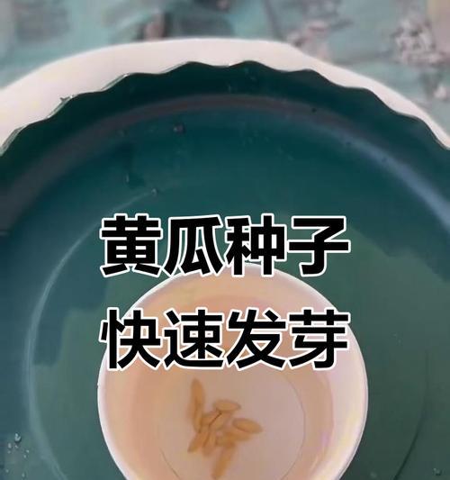 种子催芽有哪些高效技巧？