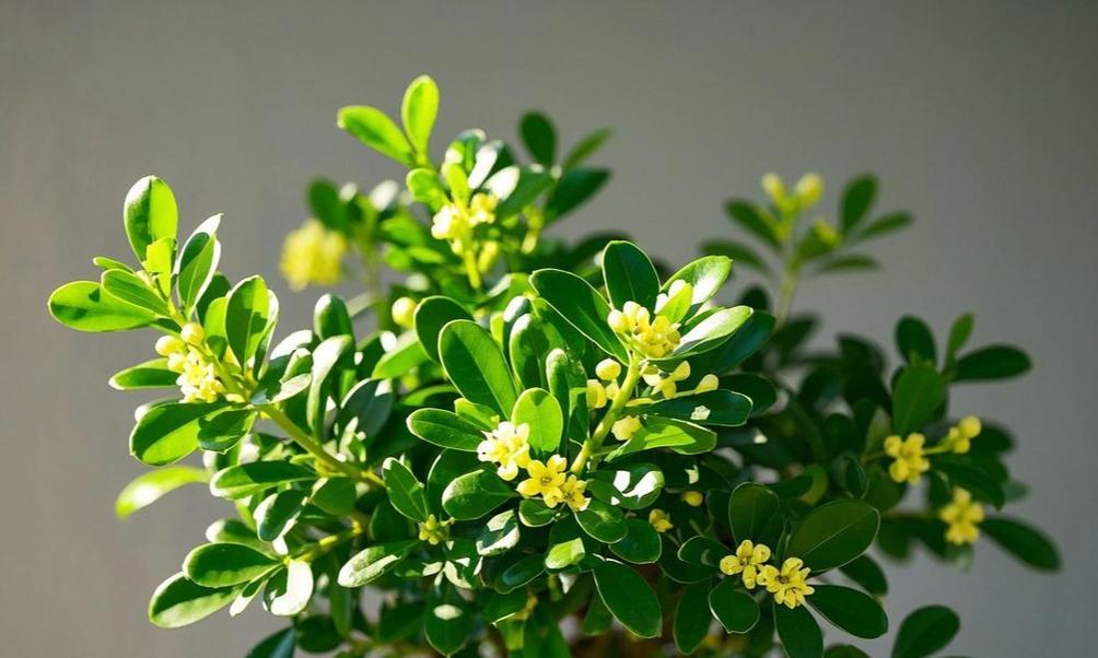 米兰花的正确养护与修剪技巧是什么？