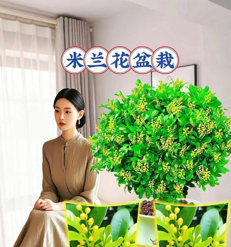 米兰花的正确养护与修剪技巧是什么？