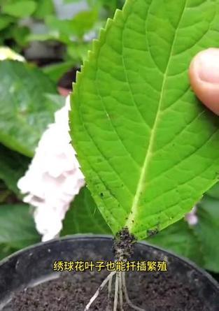 植物扦插繁殖的五大技术如何操作？