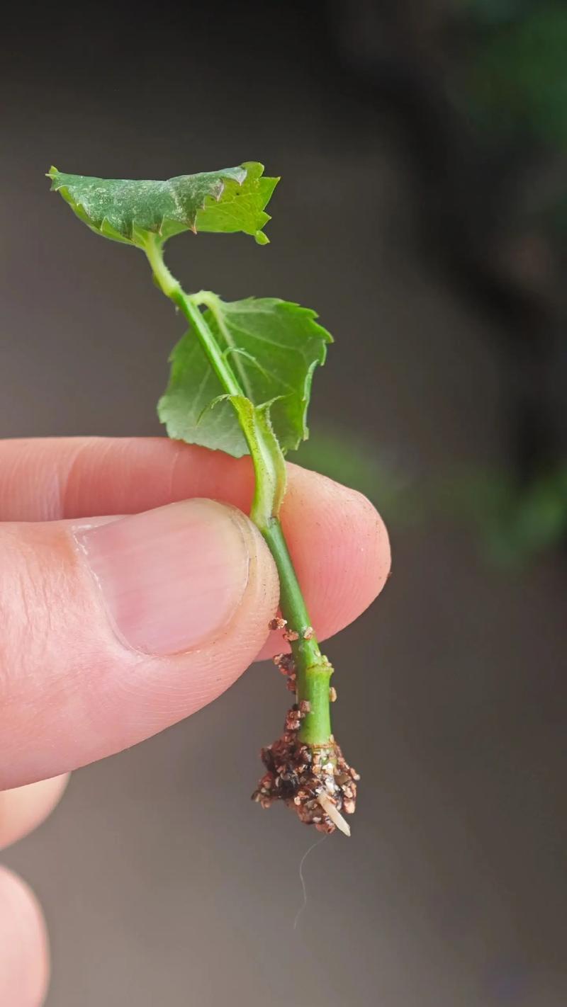 植物扦插繁殖的五大技术如何操作？