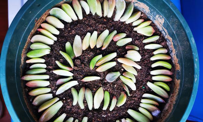 植物扦插繁殖的五大技术如何操作？