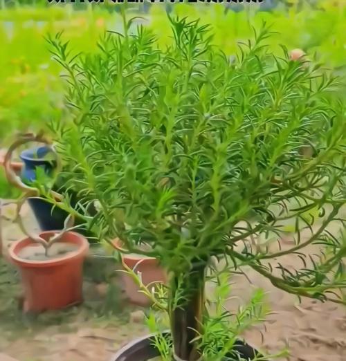 如何让太阳花从春到秋持续开花？
