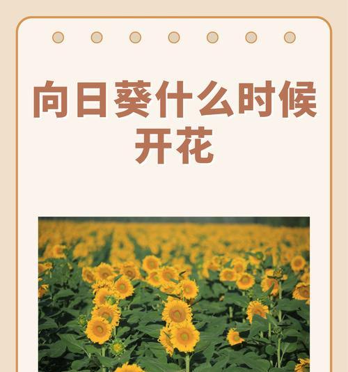 如何让太阳花从春到秋持续开花？