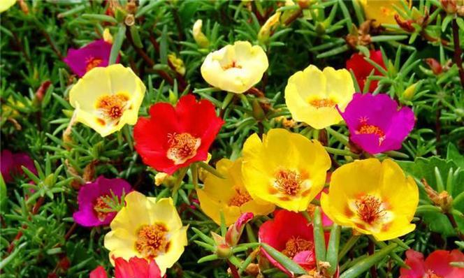 如何让太阳花从春到秋持续开花？