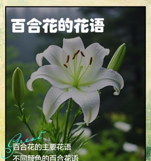 百合花有哪些独特习性？
