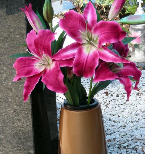 百合花有哪些独特习性？