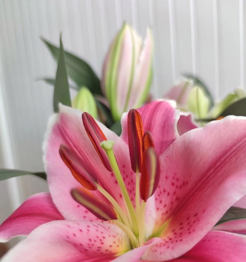 百合花有哪些独特习性？