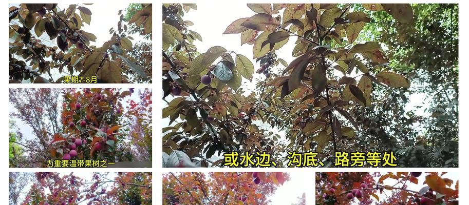 黄金李子树花期有哪些特点及影响因素？