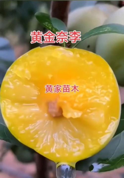黄金李子树花期有哪些特点及影响因素？