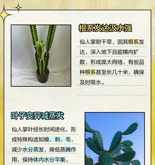 如何防止“狂野仙人掌”根系撑破盆？