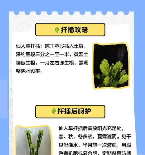 如何防止“狂野仙人掌”根系撑破盆？