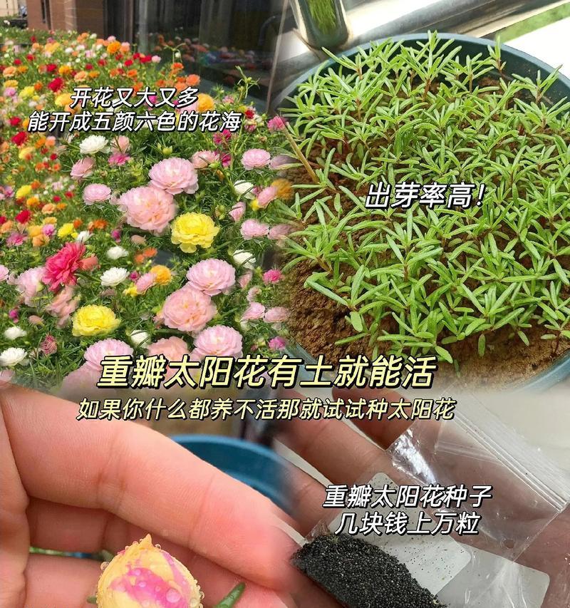 去年播种太阳花今年成功出芽的经验分享