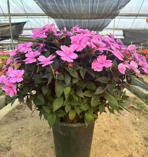 凤仙花是否常绿？花期及花语是什么？