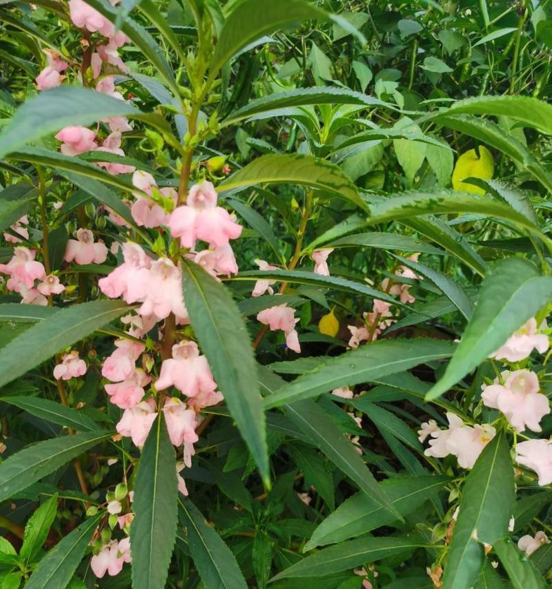 凤仙花是否常绿？花期及花语是什么？