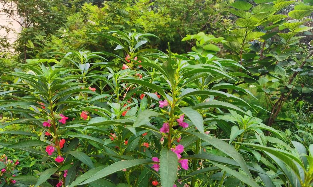 凤仙花是否常绿？花期及花语是什么？
