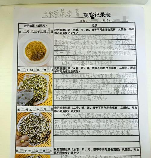 四季豆种子催芽的正确步骤有哪些？