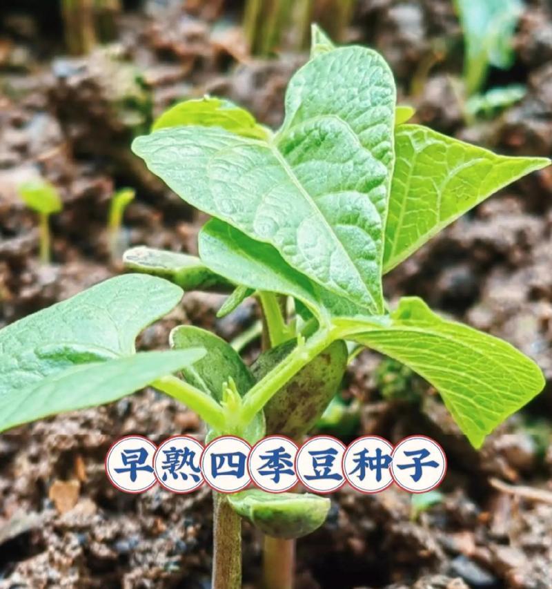 四季豆种子催芽的正确步骤有哪些？