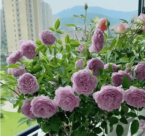 如何让月季在30天内爆花？
