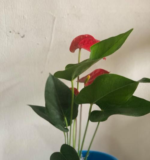 红掌这种美丽的观赏植物究竟隐藏了多大的毒性？