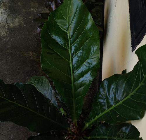 红掌这种美丽的观赏植物究竟隐藏了多大的毒性？