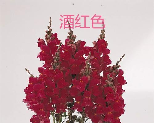 金鱼草开花频率及特点有哪些？