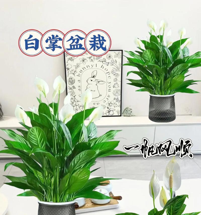 五个养好盆栽的关键法则让植物健康又灵动？