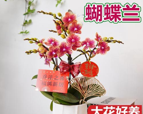 五个养好盆栽的关键法则让植物健康又灵动？