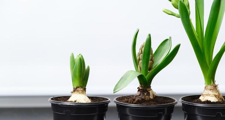 风信子的种植方法土培风信子盆土选择一般选择草炭土？